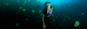 Free diving, Freediving Courses, Koh Tao, Photos